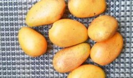 芒果扒皮酱爆料合集视频,揭秘娱乐圈幕后真相